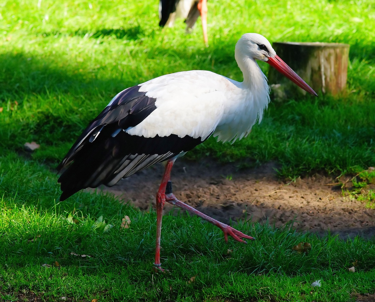 Image - bird stork animal rattle stork