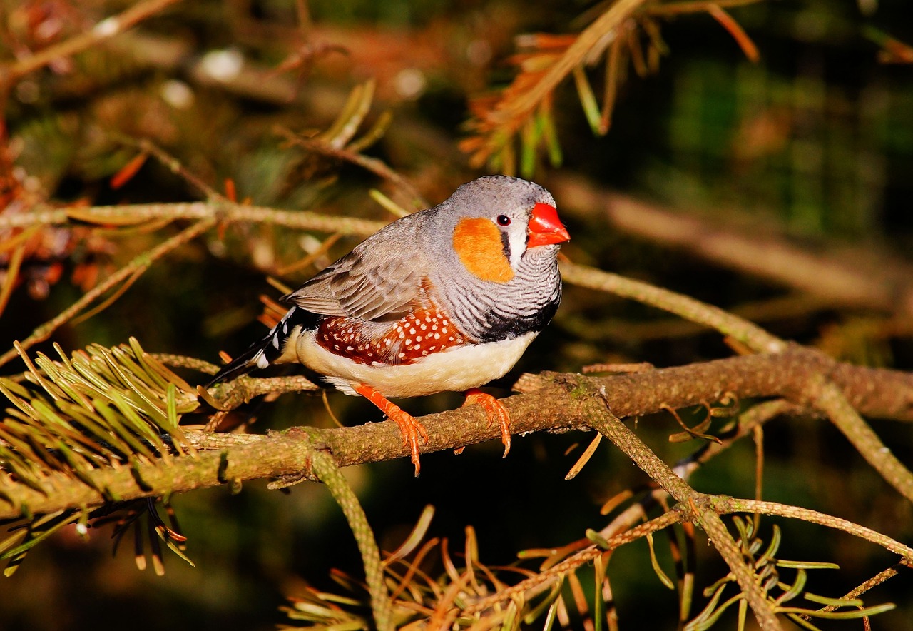 Image - bird small colorful finch