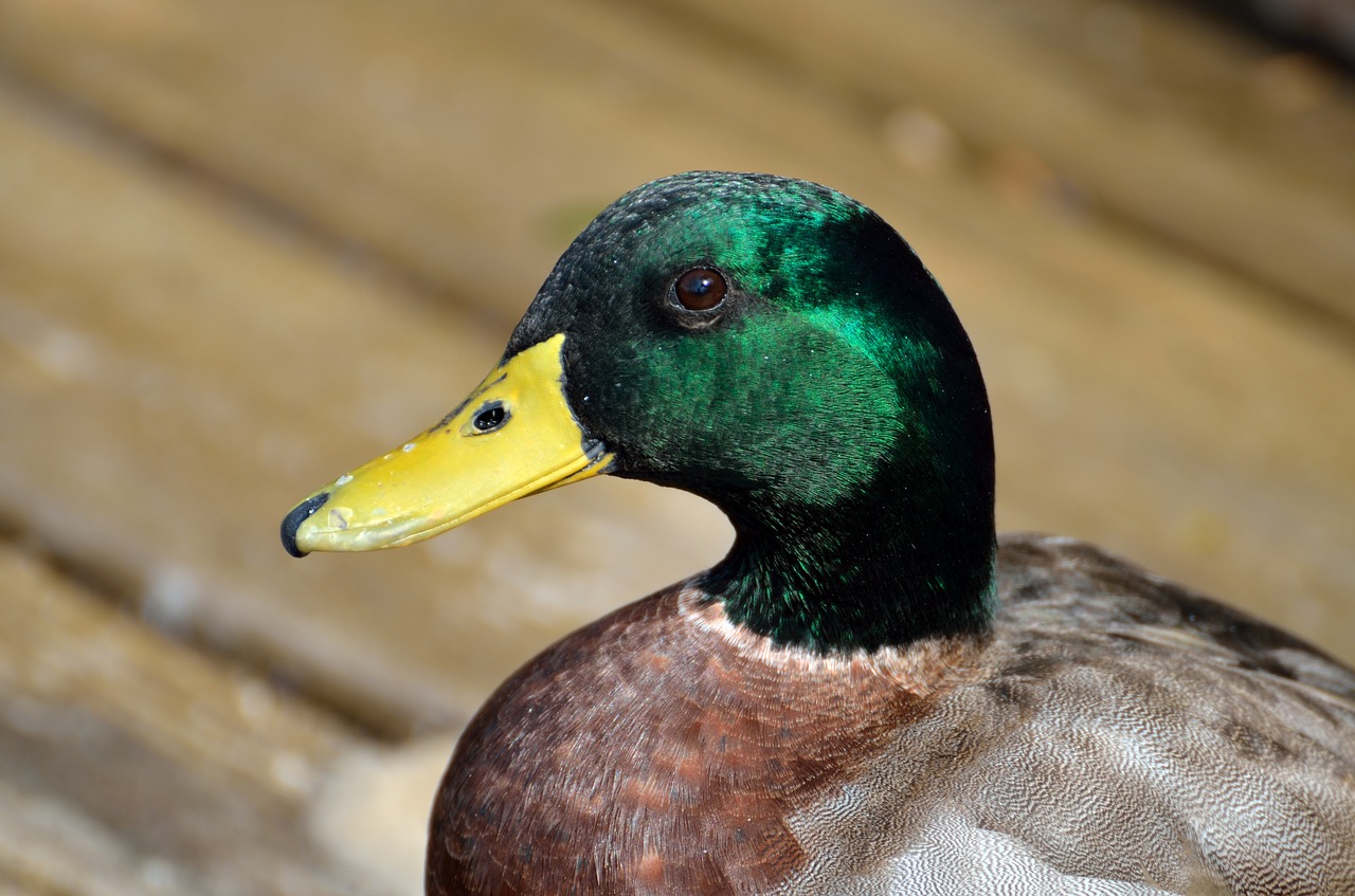 Image - mallard duck duck wildlife bird