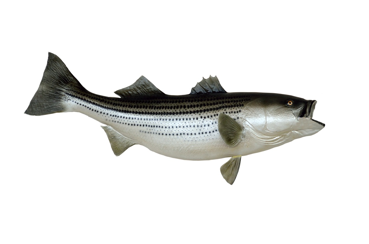 Image - striped bass fish mounted taxidermy