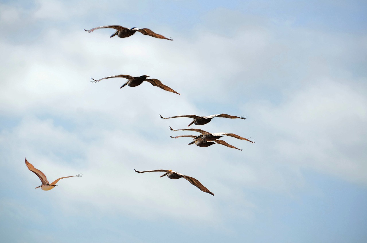 Image - pelicans flying pelicans wildlife