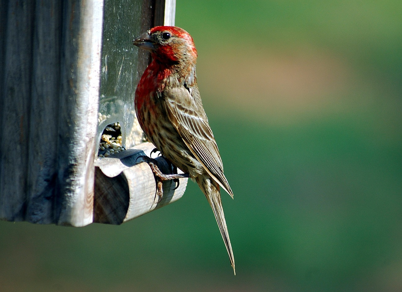 Image - red headed finch finch bird avian