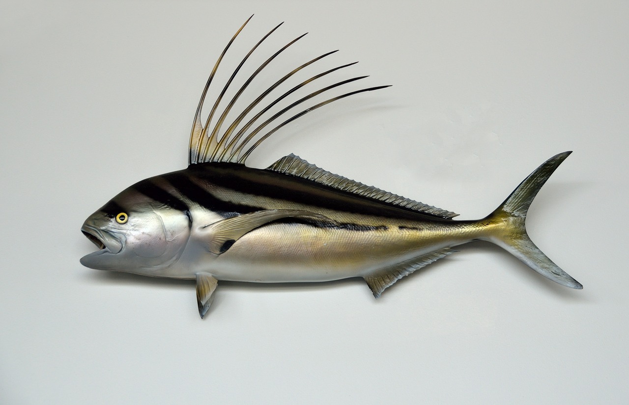 Image - rooster fish mounted taxidermy