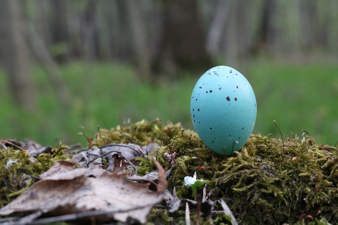 Image - egg blue birds forest spring