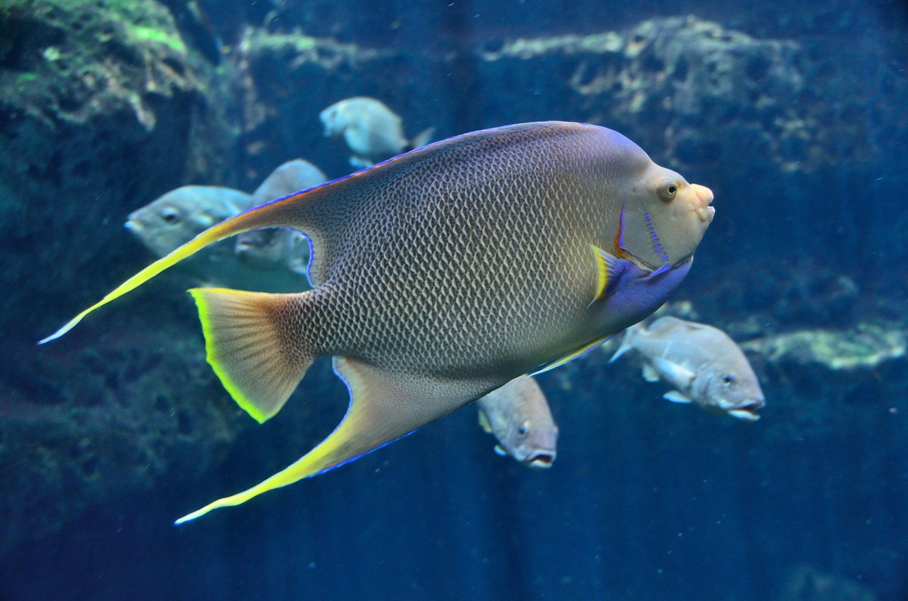 Image - tropical fish aquarium saltwater