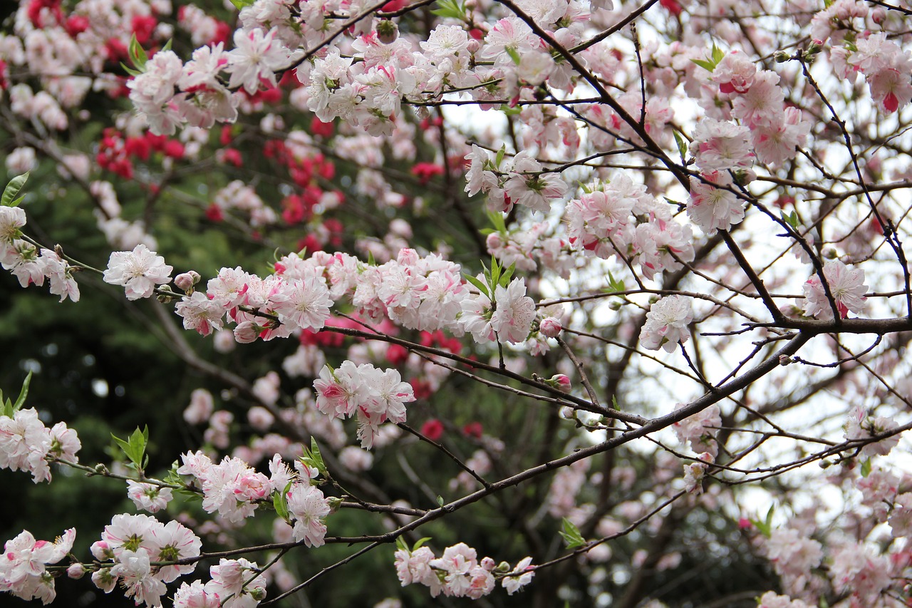 Image - sakura spring tokyo cherry blossom