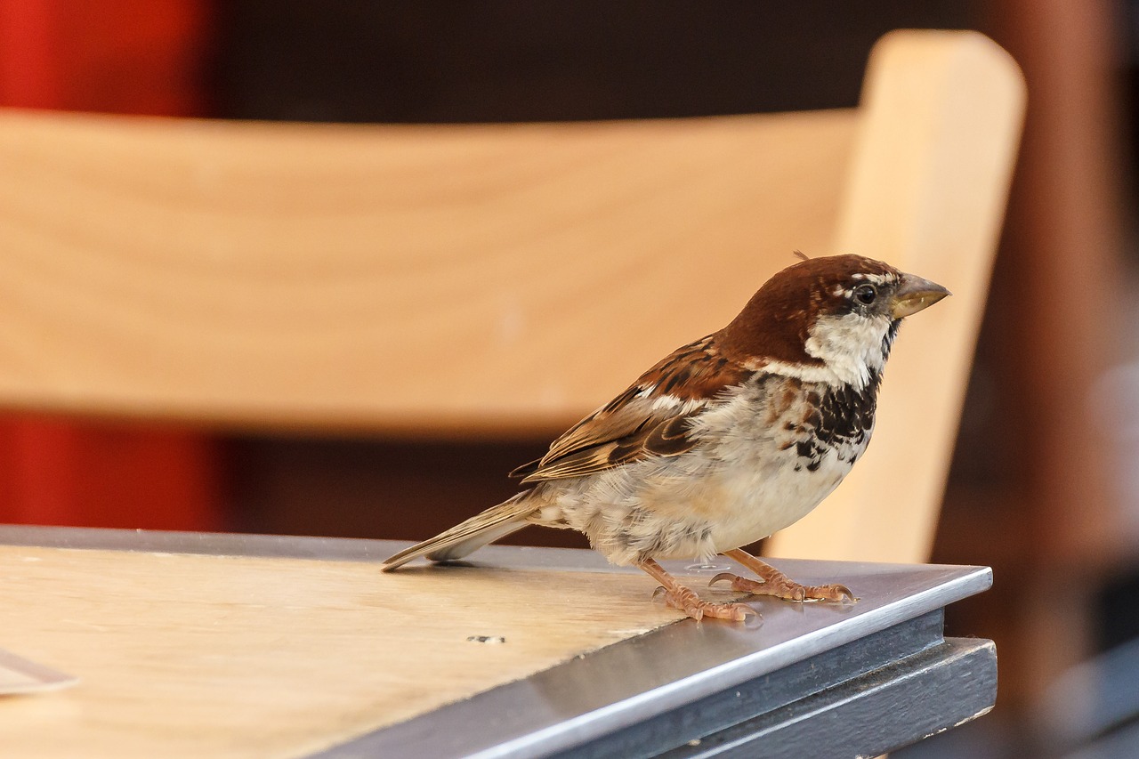 Image - bird sparrow foraging sperling