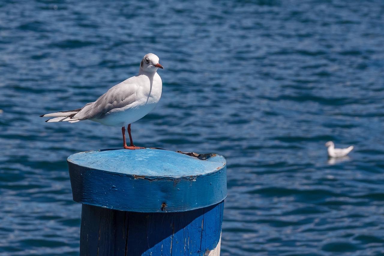 Image - seagull bird pile water seevogel