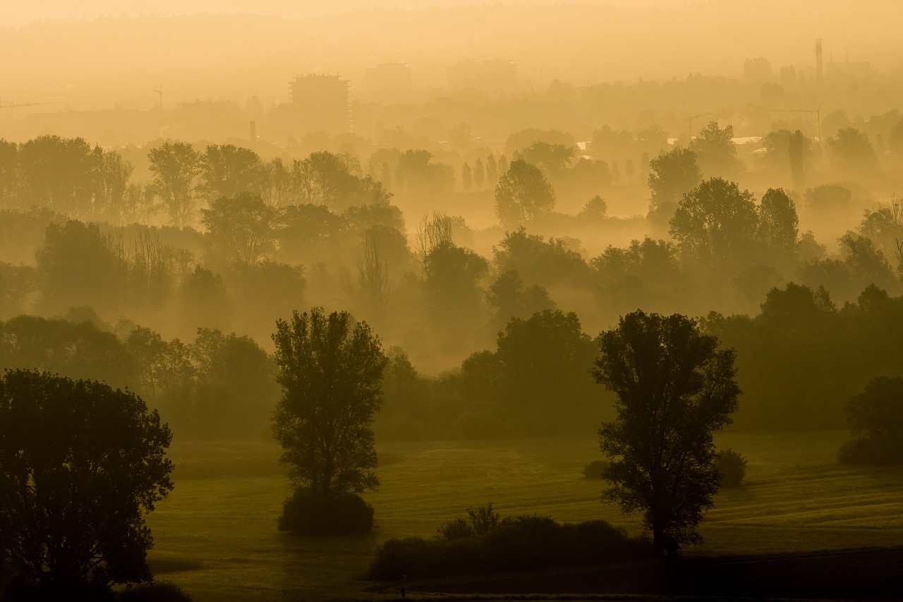 Image - sunrise mood fog nature