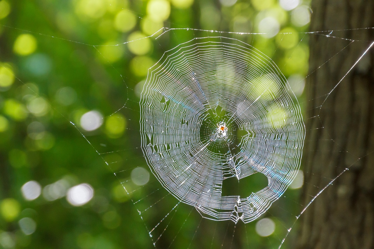 Image - cobweb back light cobwebs animals