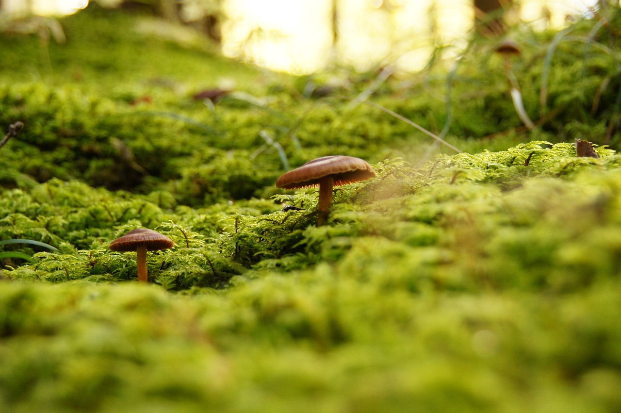 Image - fungus forest mushrooms autumn