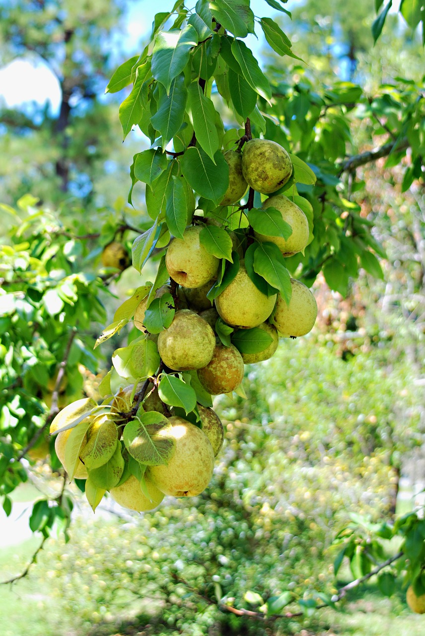 Image - fruit pears freshness tree