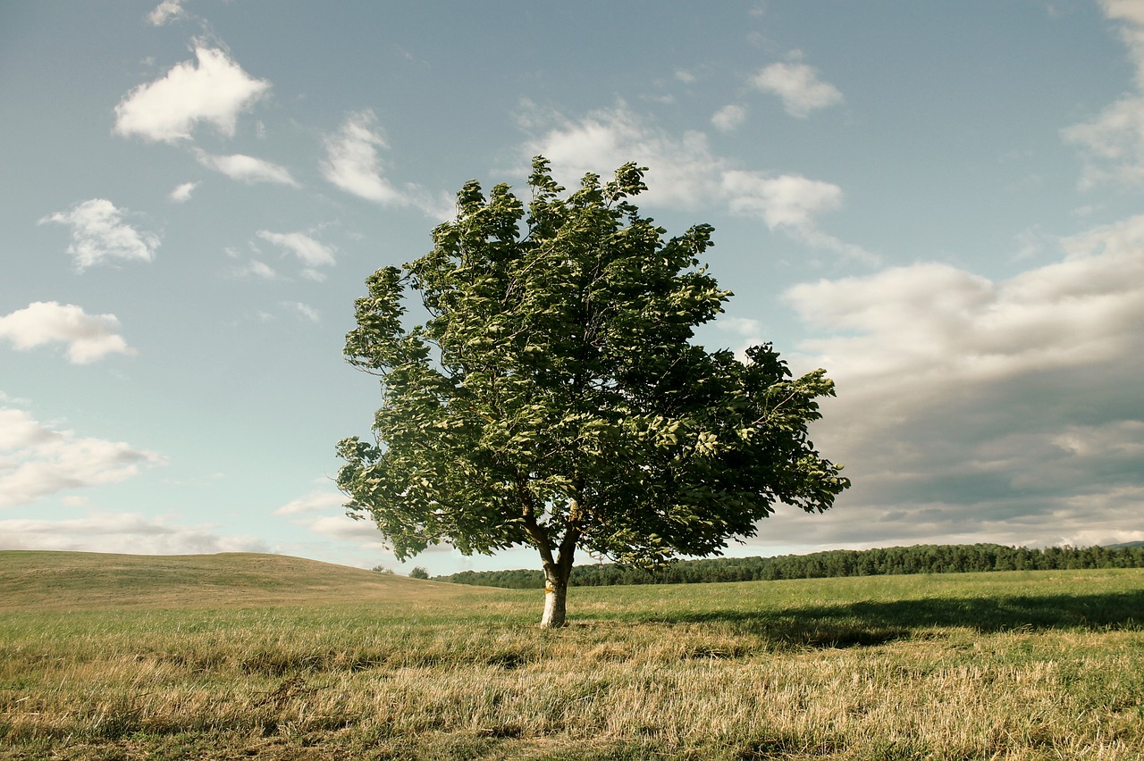 Image - tree wind crown nature landscape