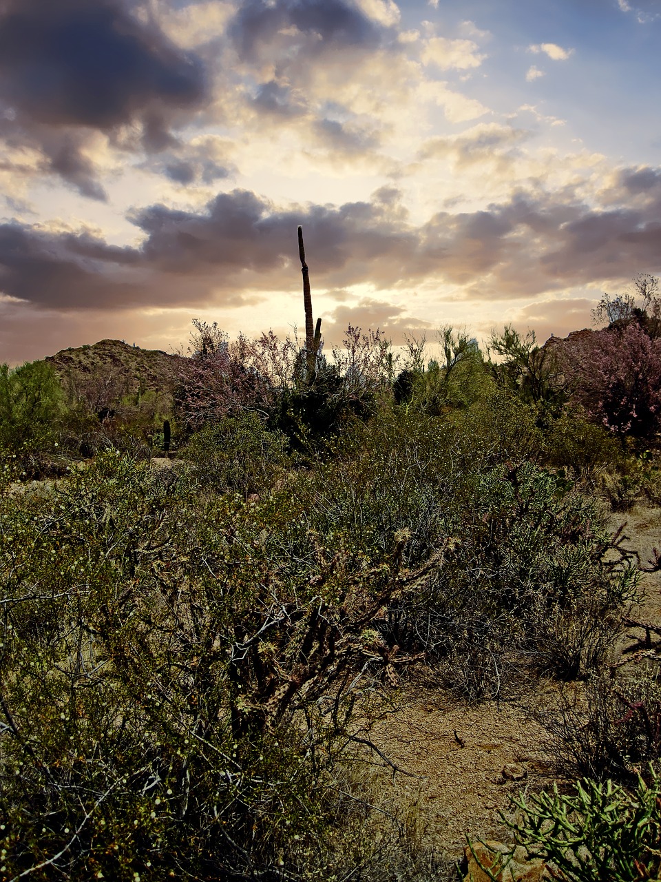 Image - arizona cactus joshua tree forest