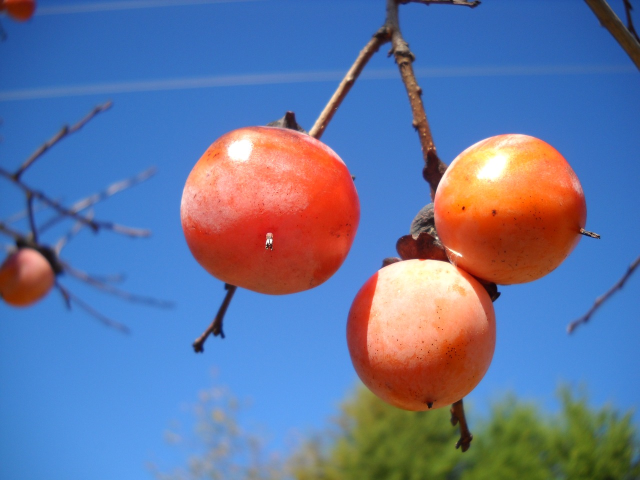 Image - persimmon fruit autumn orange fall