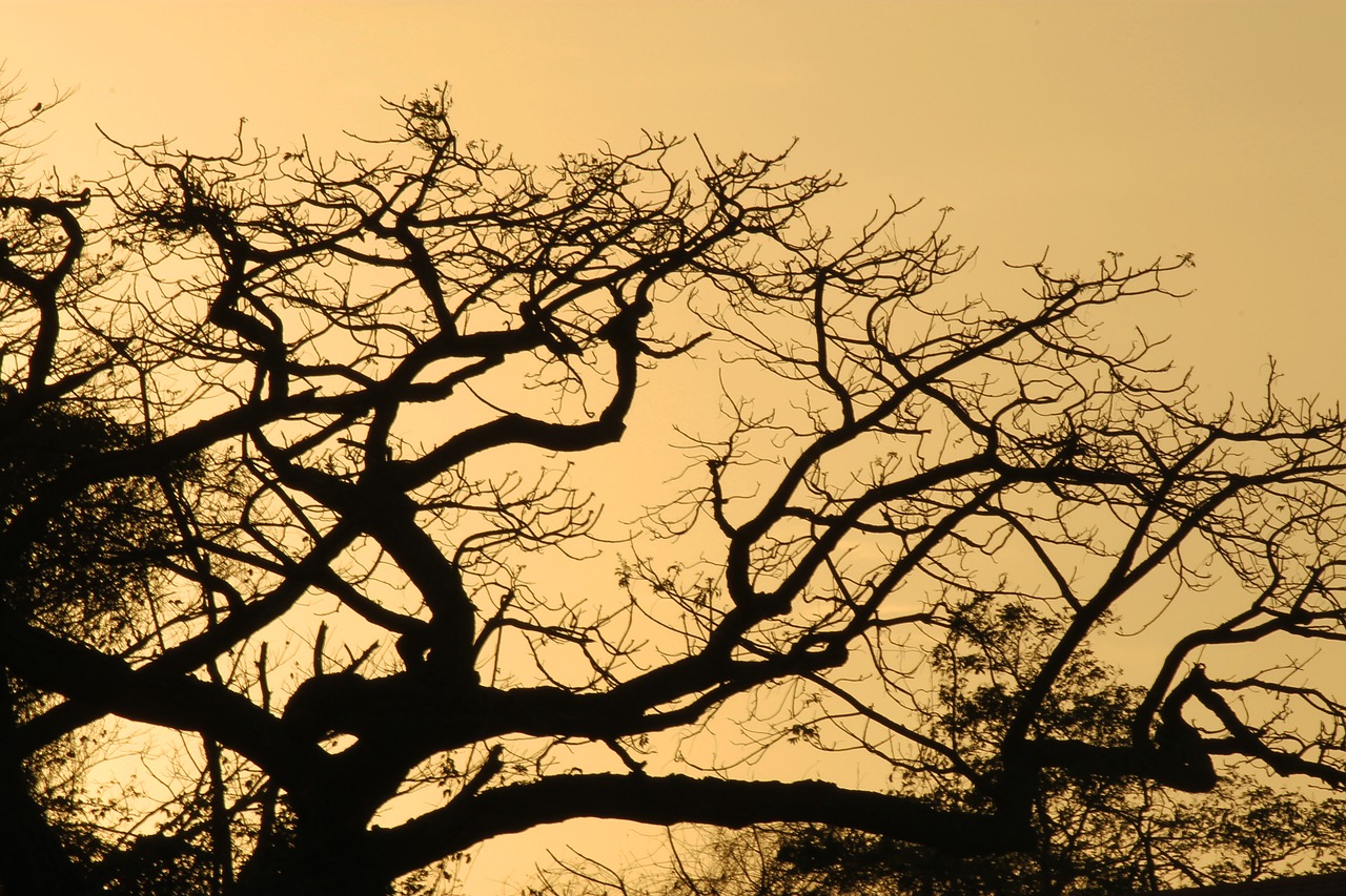 Image - tree tree silhouette backlight