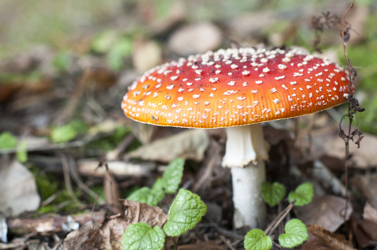 Image - mushroom autumn amanita red dots