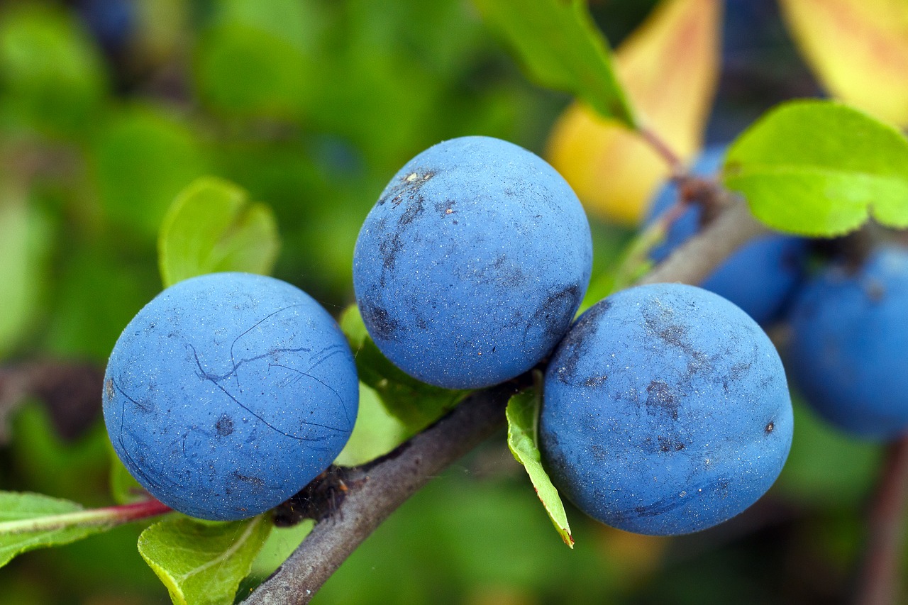 Image - blackthorn berry blue vitamins