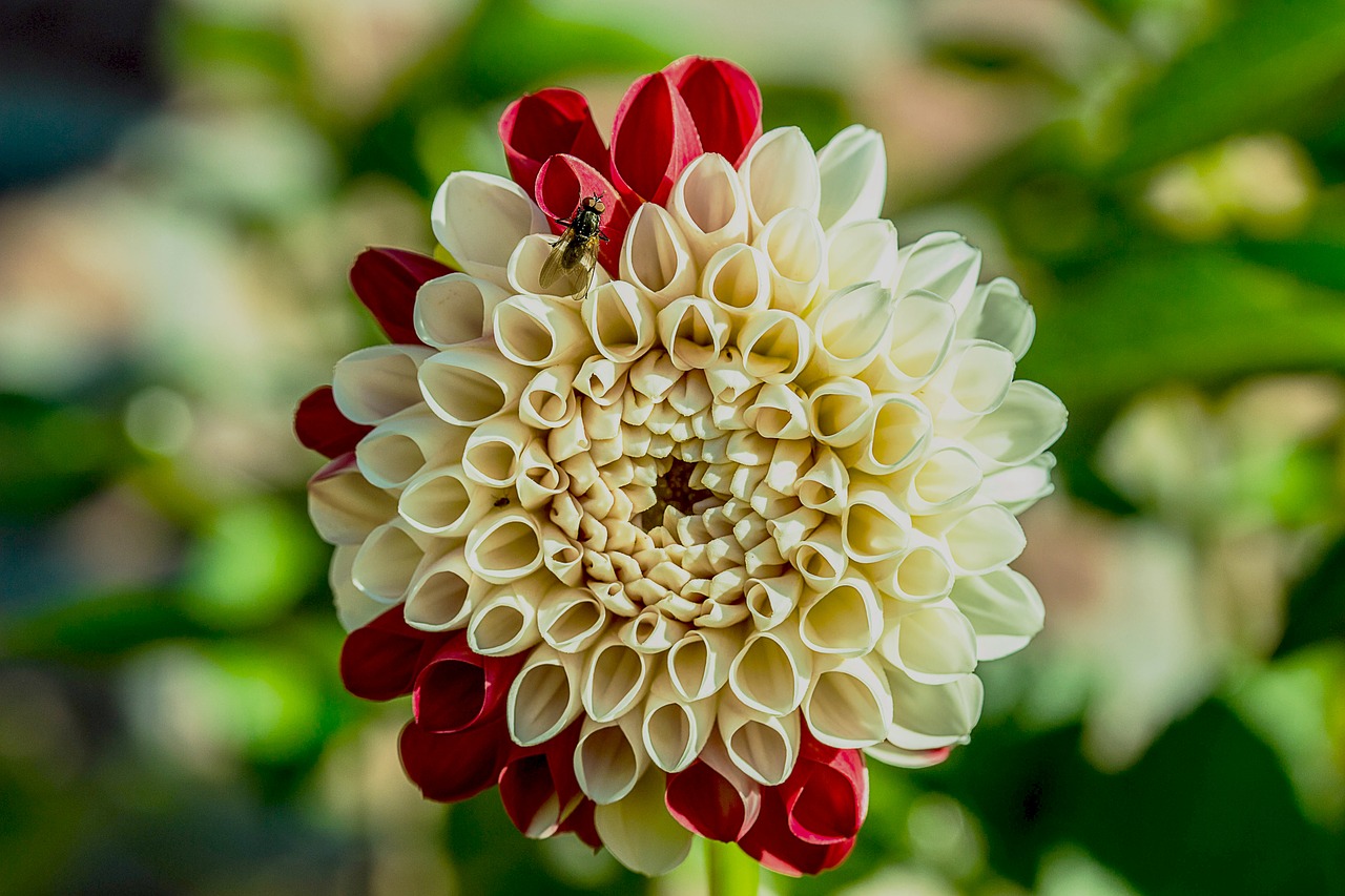 Image - dahlia flower composites