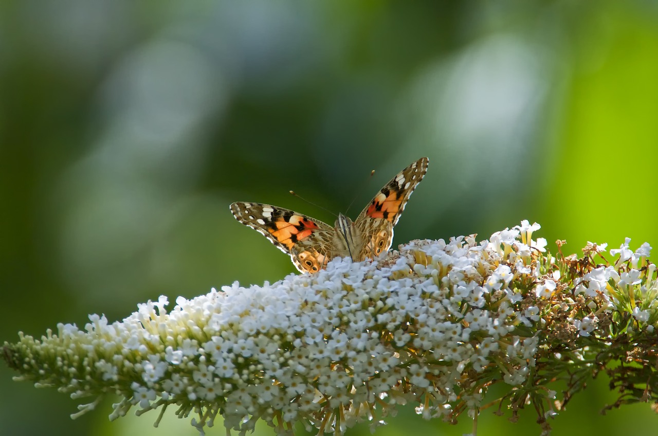 Image - butterfly insect close nature