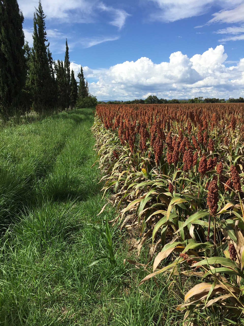 Image - field culture cereals sorghum