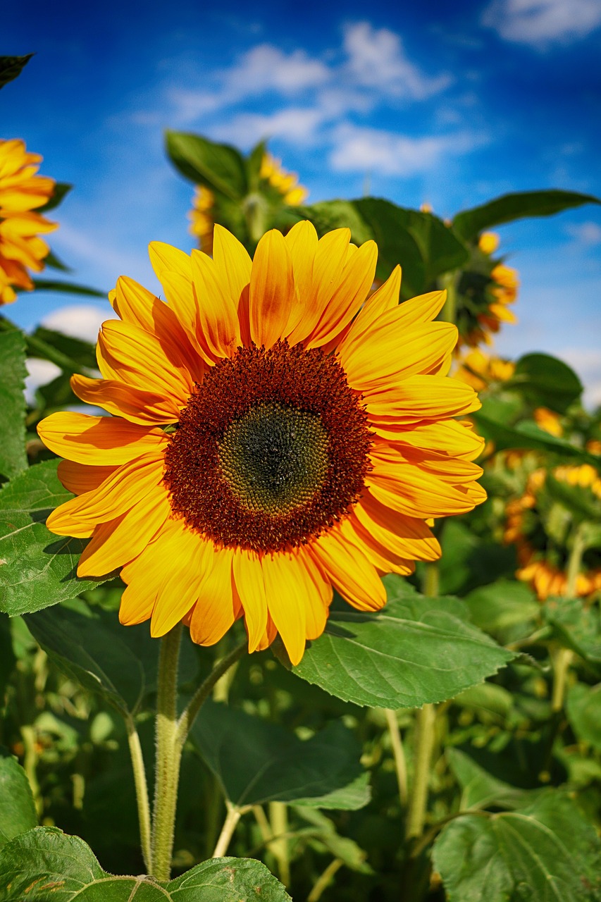 Image - sun flower flower blossom bloom