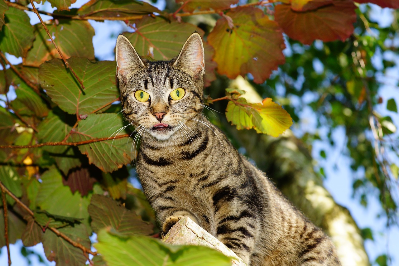 Image - cat adidas climb tree animal world