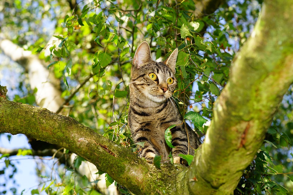 Image - cat adidas tree climb pet