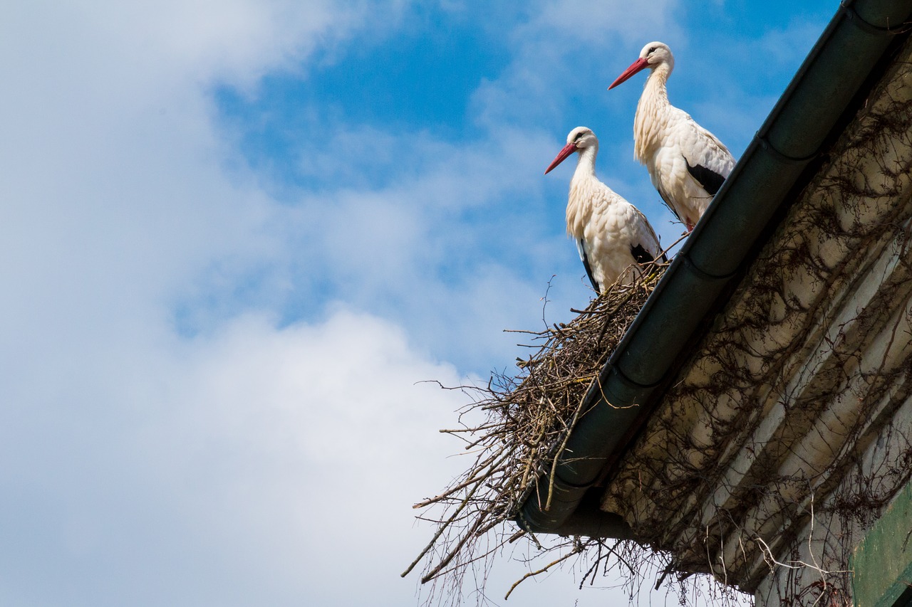 Image - storks nest stork bird