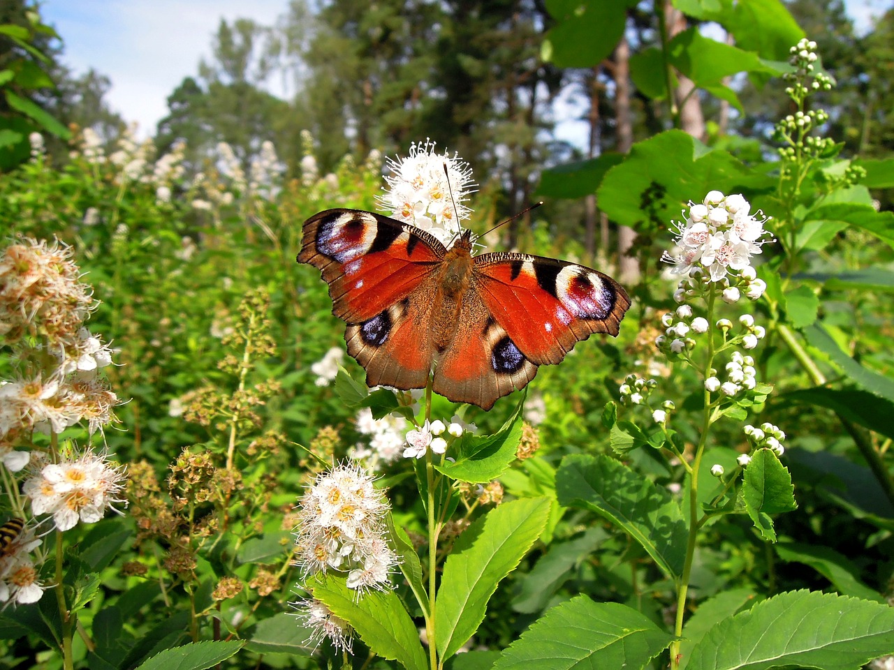 Image - nymphalis io peacock butterfly