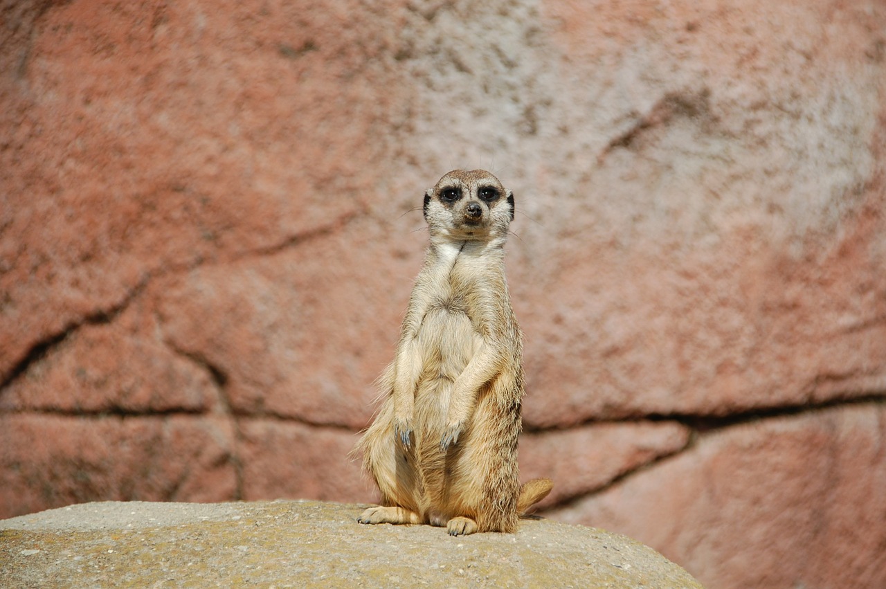 Image - meerkat africa animal wild animals