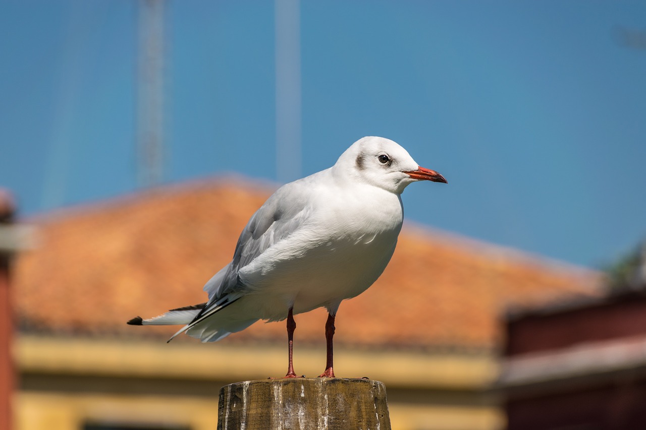 Image - seagull bird venice close animal