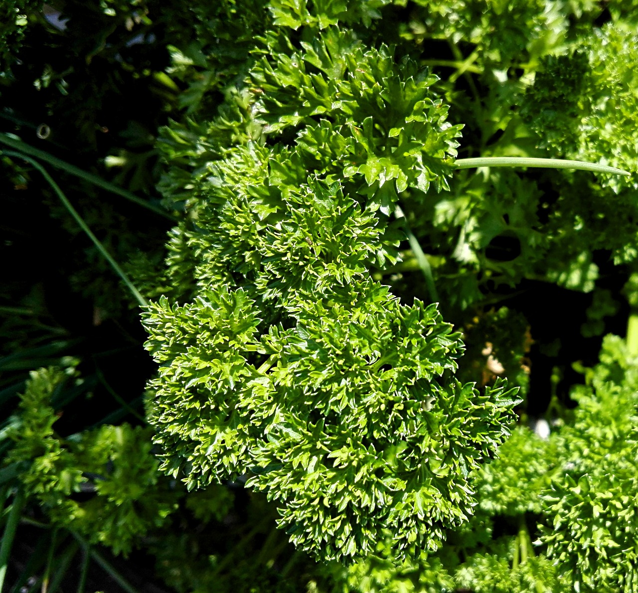 Image - parsley herbs plant kitchen herb