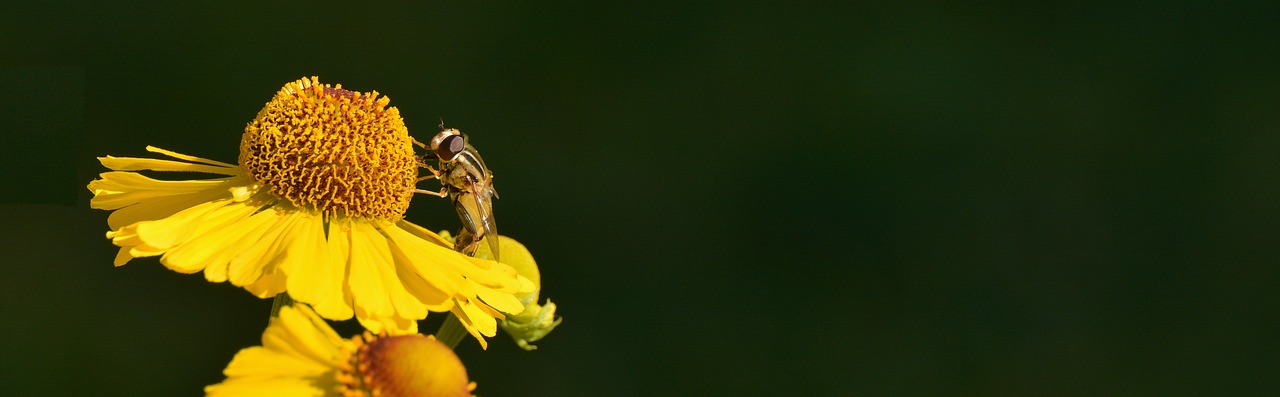 Image - sun brews helenium composites