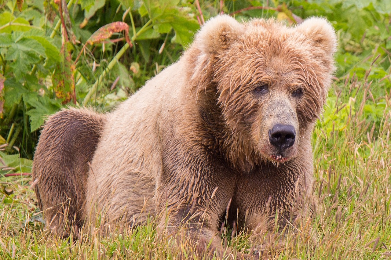 Image - kodiak brown bear mammal predator