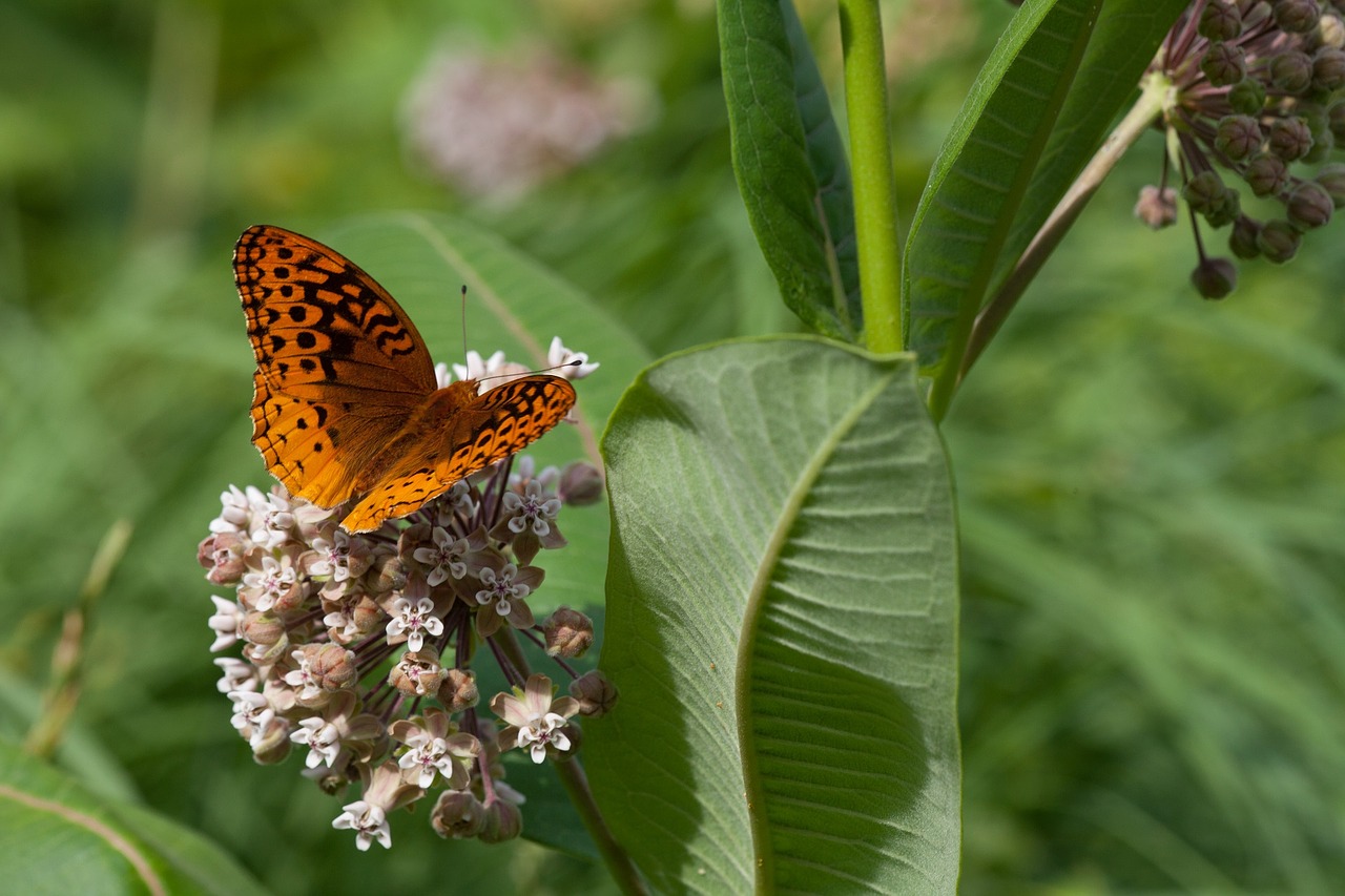 Image - great spangled fritillary butterfly