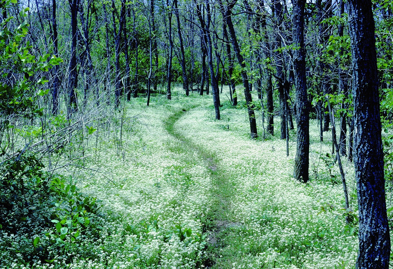 Image - forest path appalachian trail