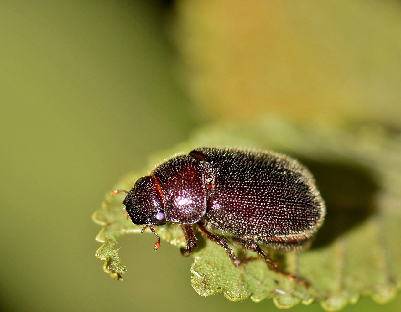 Image - june bug beetle insect bug