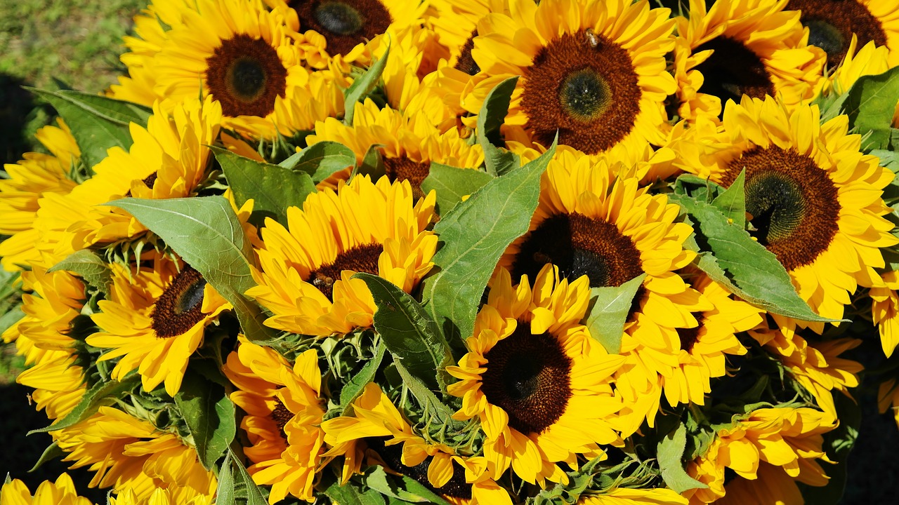 Image - sunflower sunflower field bouquet