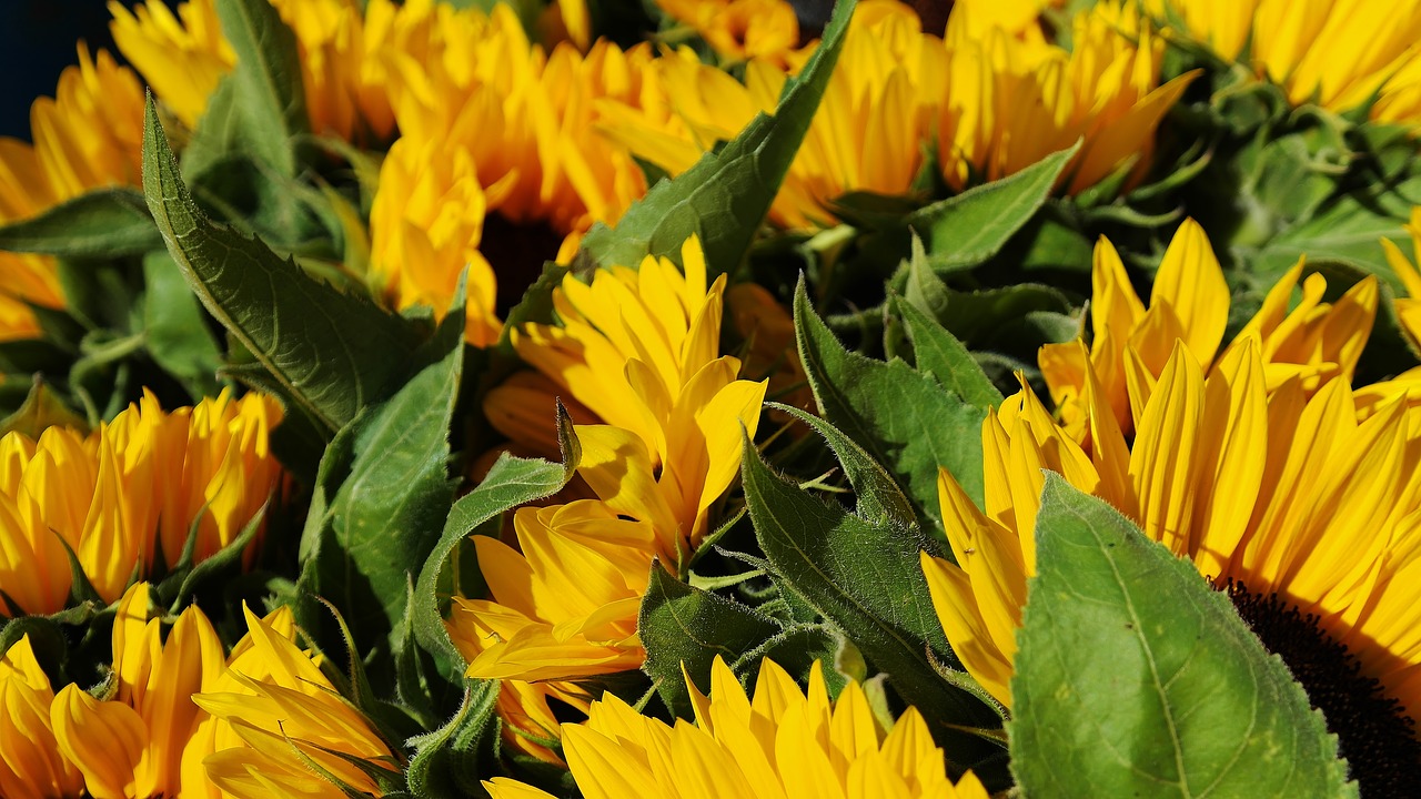 Image - sunflower sunflower field bouquet