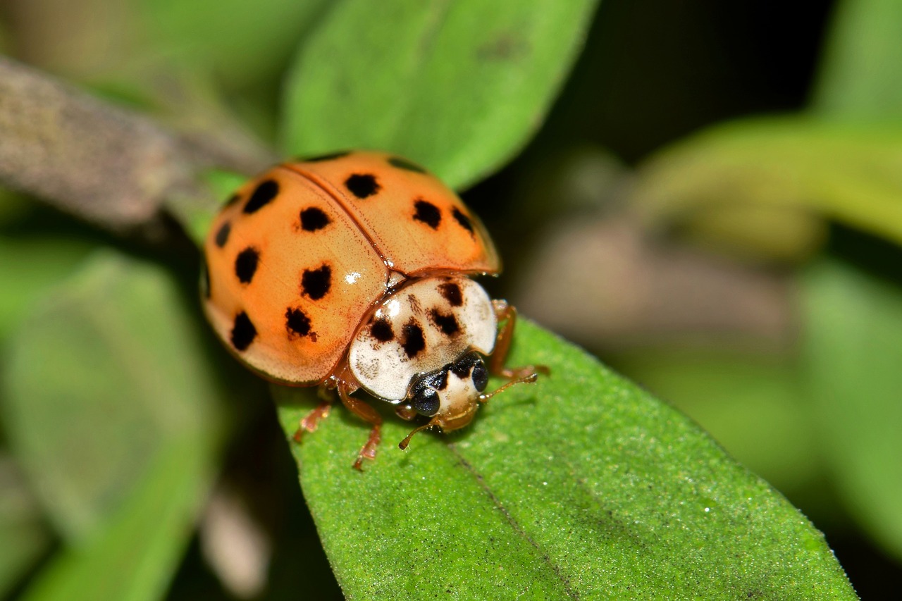 Image - ladybug ladybird lady beetle