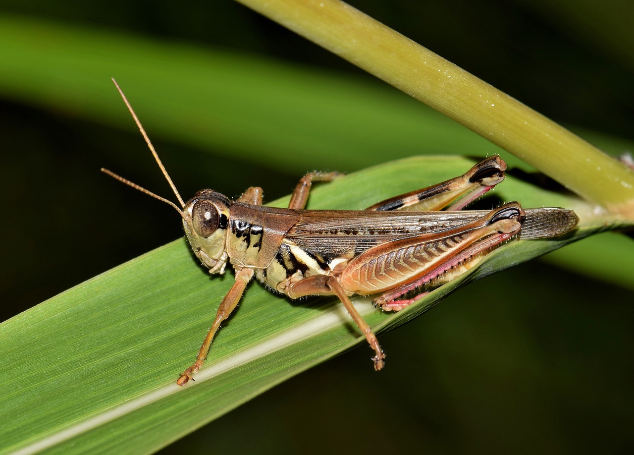 Image - grasshopper hopper insect creature