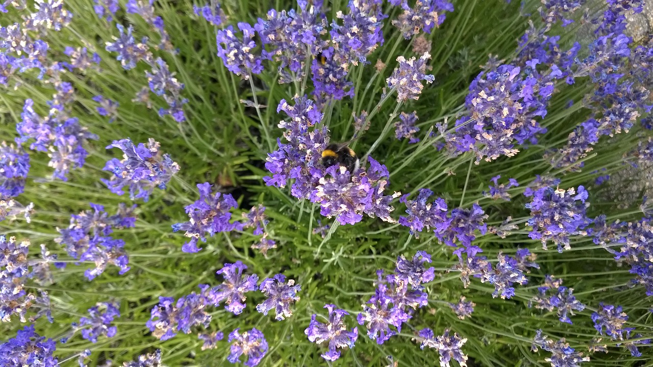 Image - lavender bumblebee purple bee