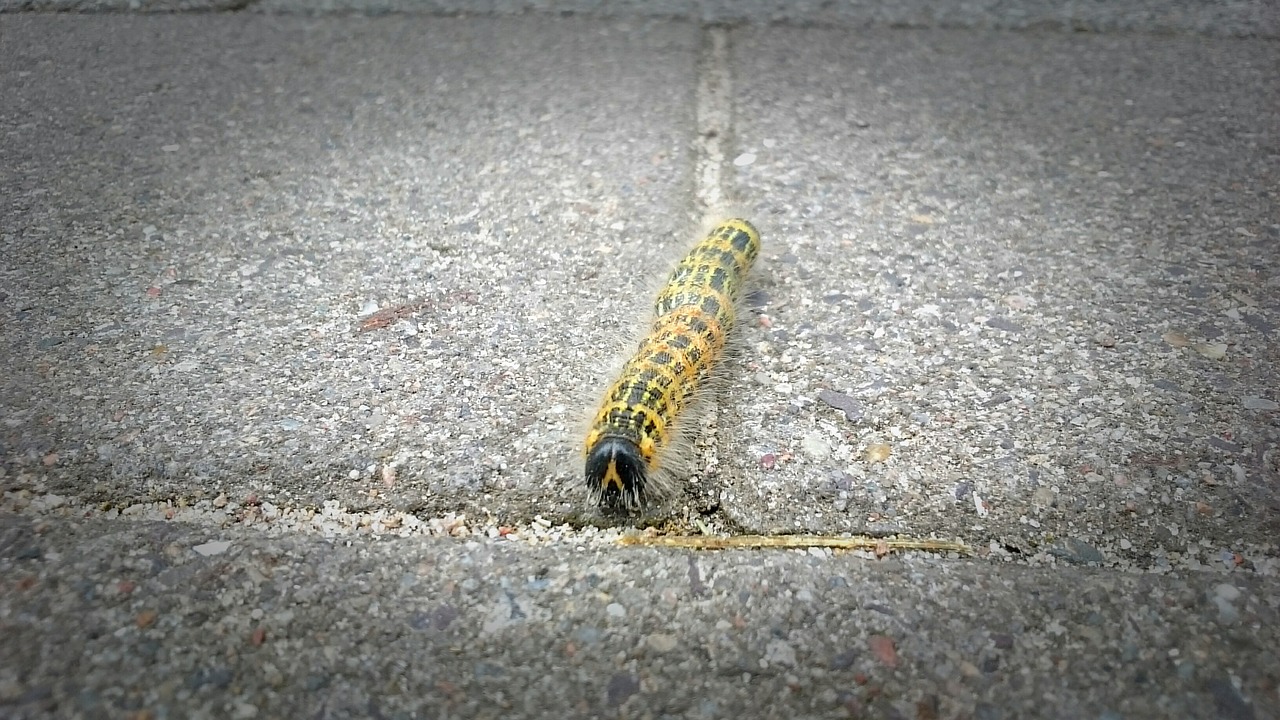 Image - caterpillar yellow nature ground