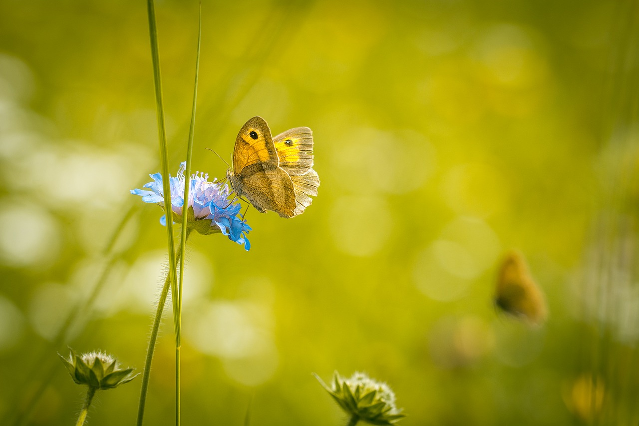 Image - meadow summer meadow summer