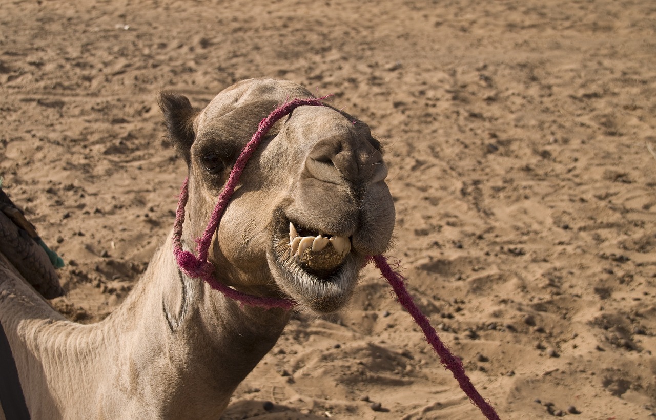 Image - dromedary camel desert sahara