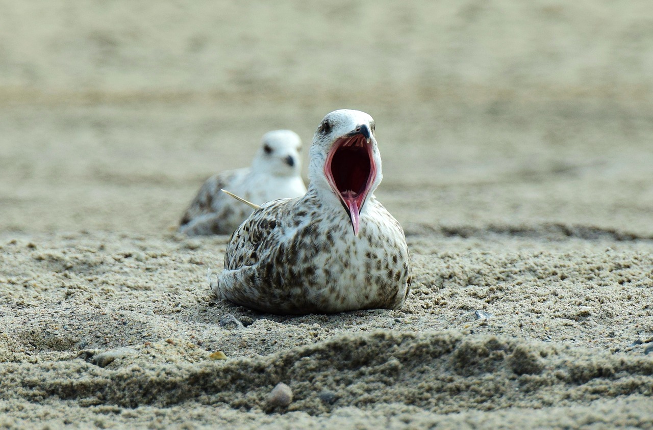 Image - seagull beach yawn bill