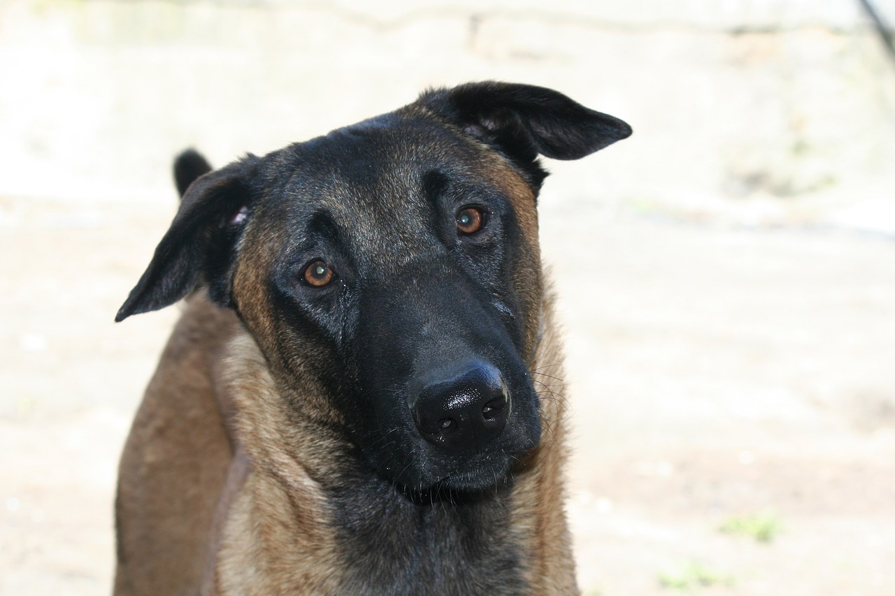 Image - dog animals animal malinois