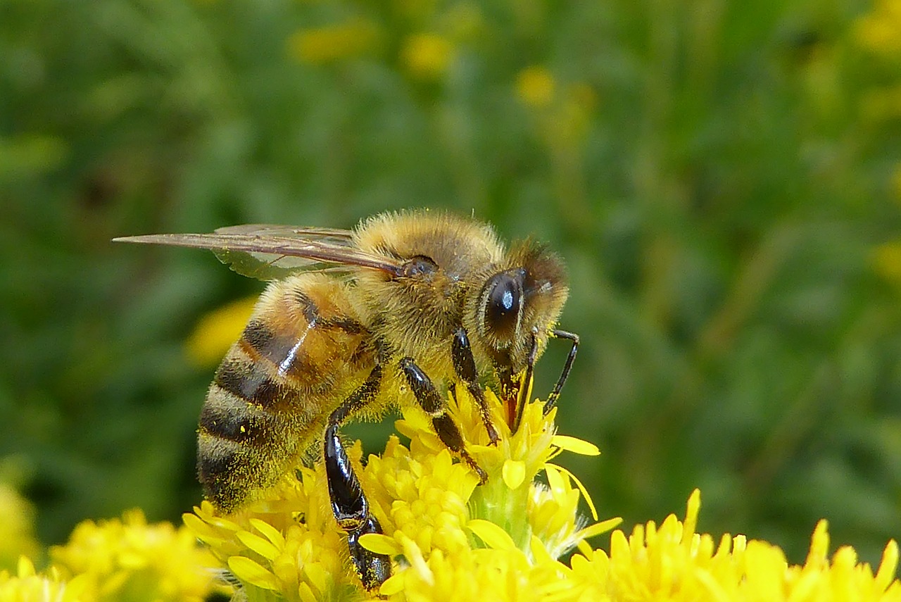 Image - bee bug insects bees nature macro