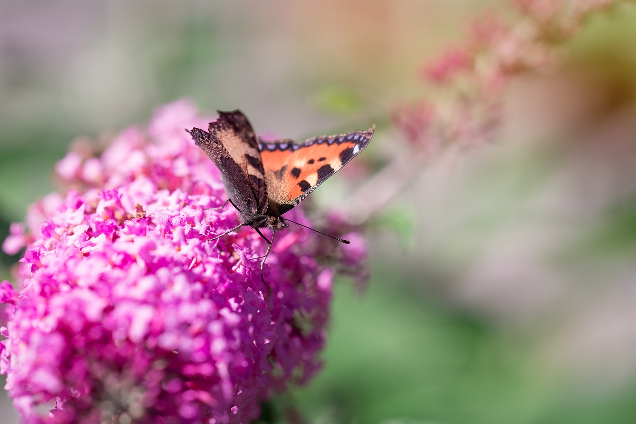 Image - summer lilac summer lilac blossom